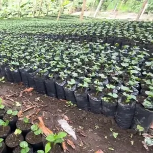 Bolsas para Semillero