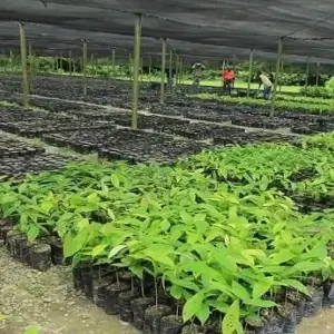 Bolsas para Siembra