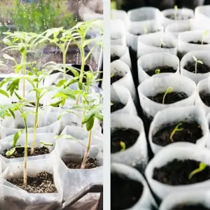Bolsas para Vivero