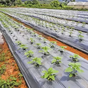 Plástico Mulch