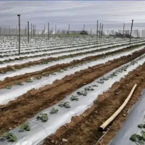 Plástico Mulch